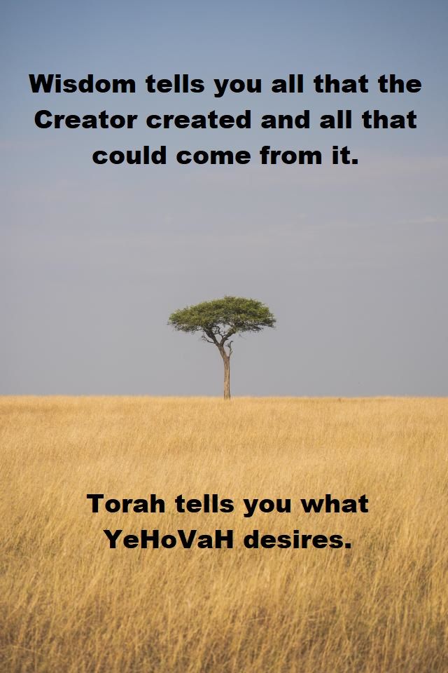 Torah Versus Wisdom